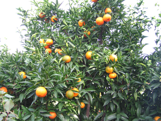 Reife Mandarienen aus dem Winter Garten.