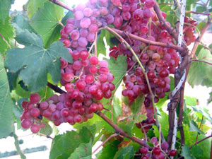 Der vordere Garten
